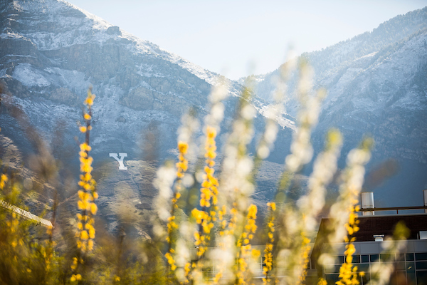 Y Mountain behind yellow flowers.
