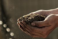 Two dirty hands cupped together holding a pile of soil.
