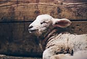 A lamb sleeping contentedly against a wall.