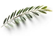 olive branch
