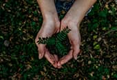 Hands hold soil and a budding plant