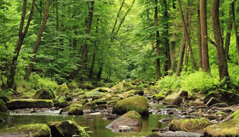 “Peace Like a River” by Heidi S. Swinton.