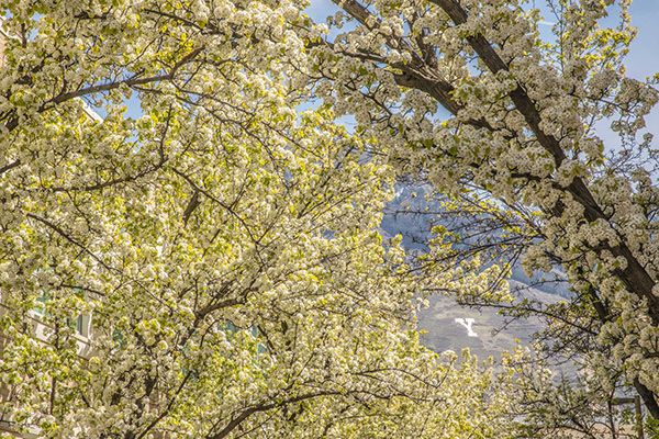 White blossoms with Y mountain in the background