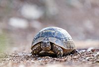 A small turtle with a large shell looks at the camera
